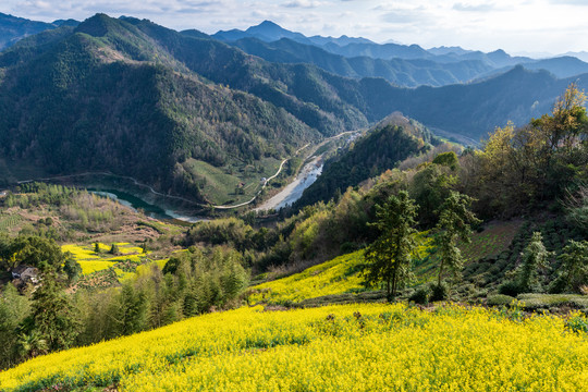 安徽省黄山市歙县石潭油菜花风光