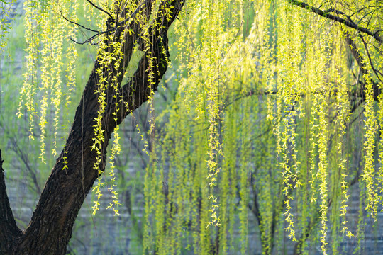 柳树发芽