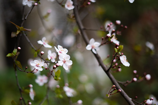 樱花