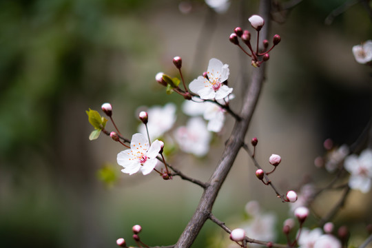 樱花