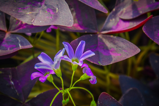 红花酢浆草