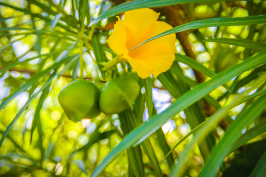 黄花夹竹桃