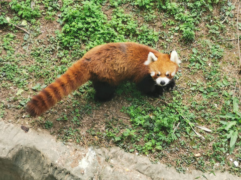 小浣熊