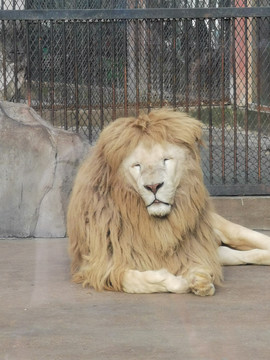 白狮子