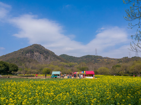 杭州八卦田油菜花节