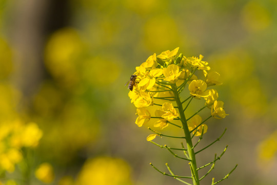 油菜花田里采蜜的蜜蜂