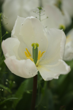 白色郁金香花芯