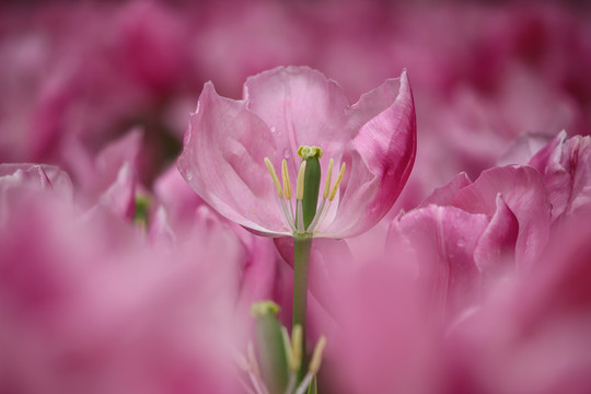 粉色郁金香花芯