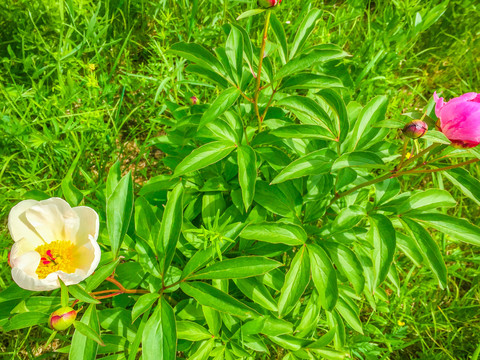 芍药