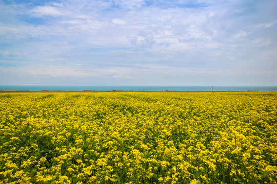 青海湖油菜花