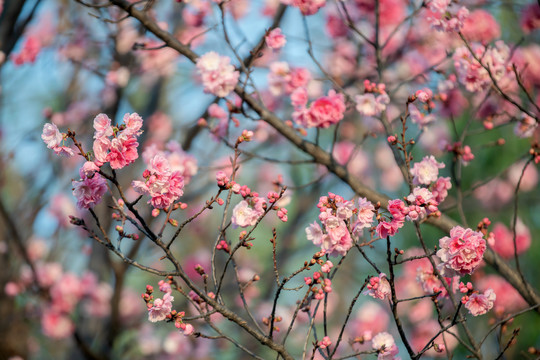 樱花