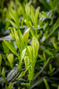 茶叶嫩芽