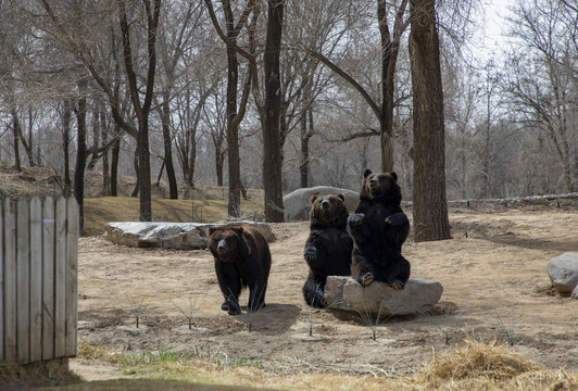 野生動物園里的黑熊