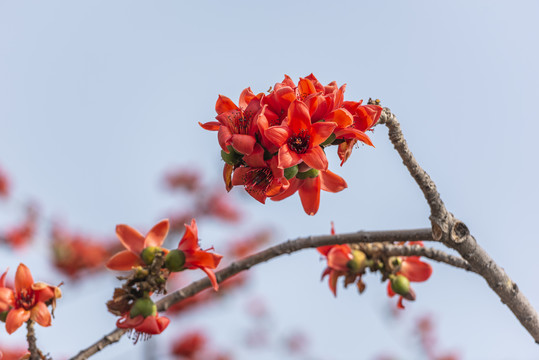 木棉花