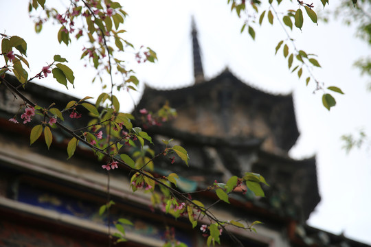 泉州开元寺的樱花