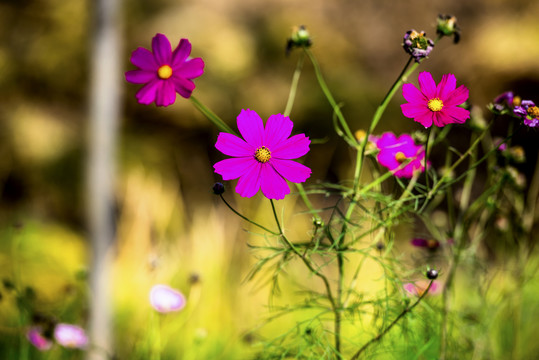 格桑花