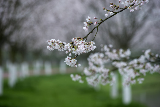 樱花