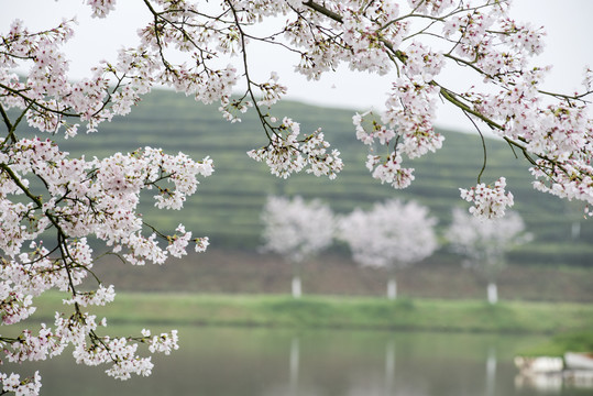 樱花