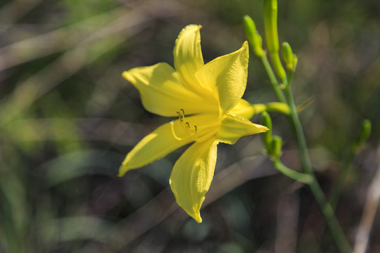 黄花菜