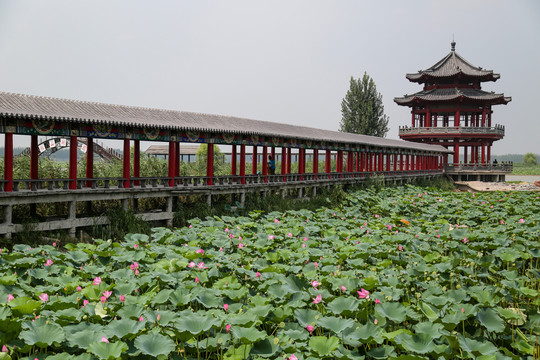 济宁微山湖风景名胜区荷园