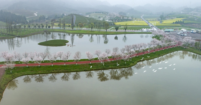 樱花小道