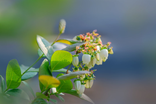 大棚里盛开得蓝莓花和蓝莓果