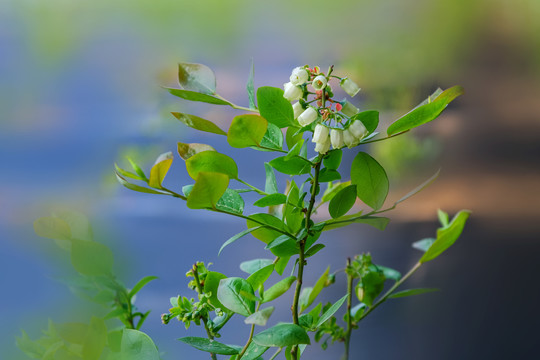 大棚里盛开得蓝莓花和蓝莓果