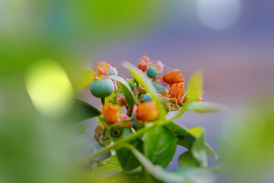 大棚里盛开得蓝莓花和蓝莓果