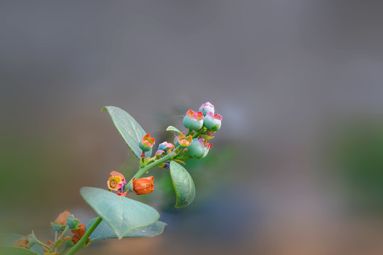 大棚里盛开得蓝莓花和蓝莓果