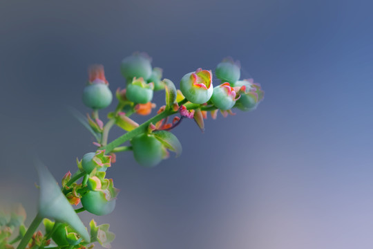 大棚里盛开得蓝莓花和蓝莓果