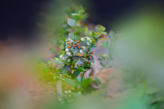 大棚里盛开得蓝莓花和蓝莓果