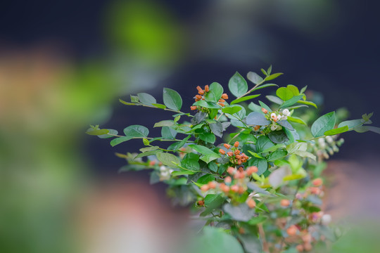 大棚里盛开得蓝莓花和蓝莓果