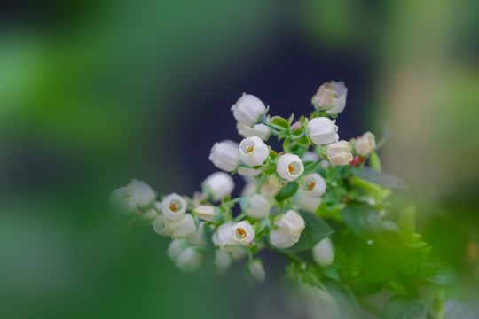 大棚里盛开得蓝莓花和蓝莓果