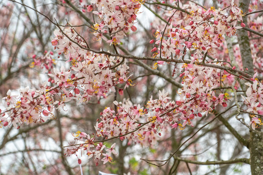 花旗木樱花海