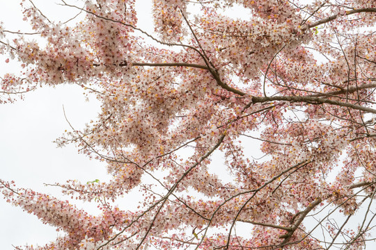 花旗木櫻花海