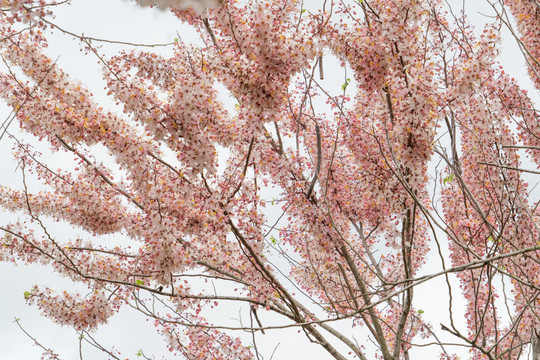 花旗木樱花海