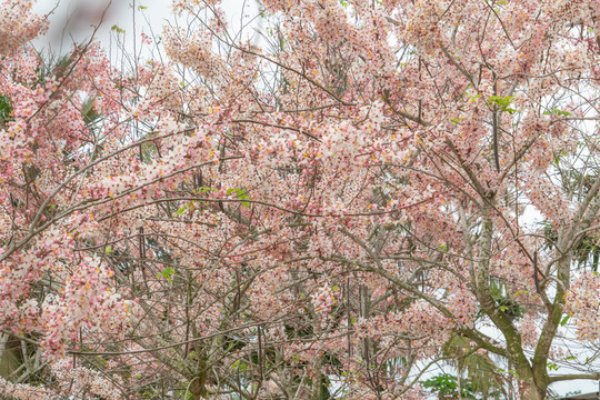 花旗木樱花海