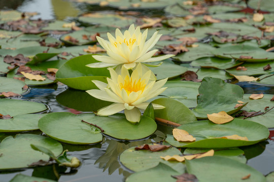 莲花池