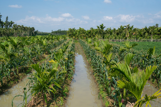 海南尖椒热带农业种植基地