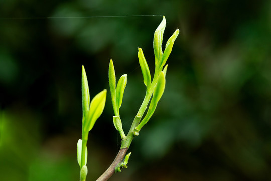 茶叶