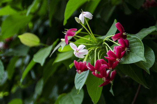 使君子花