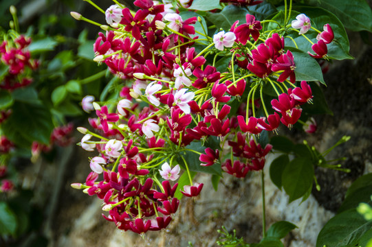 使君子花