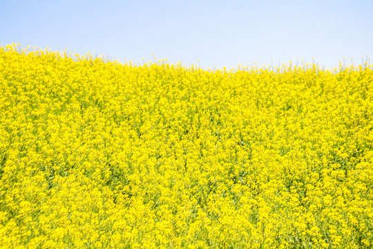 油菜花