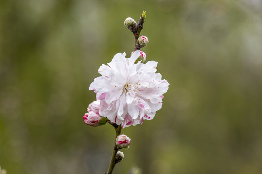 粉色桃花