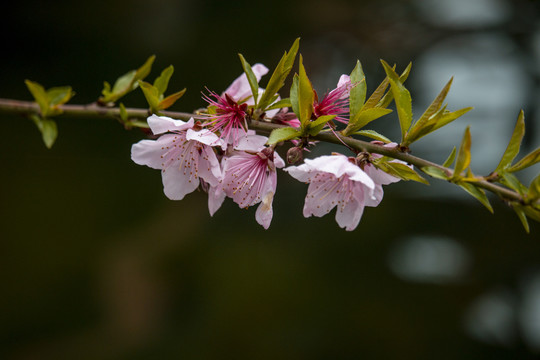 桃花开放