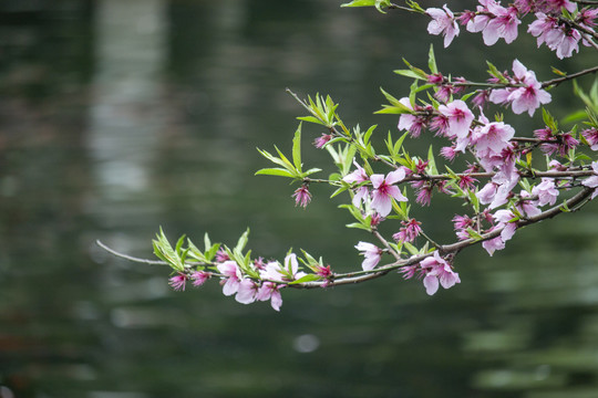 桃花潭水