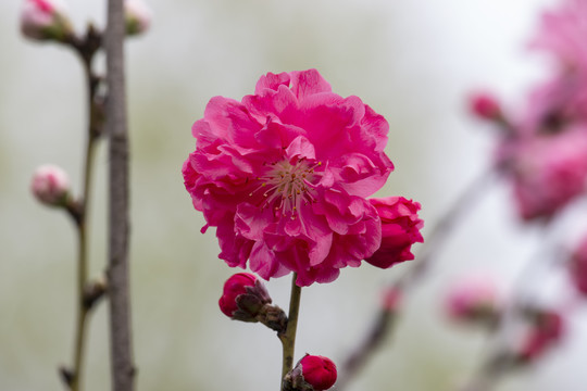 盛开的桃花