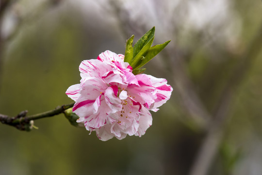 粉色桃花