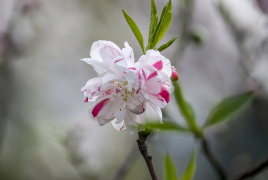 多色桃花