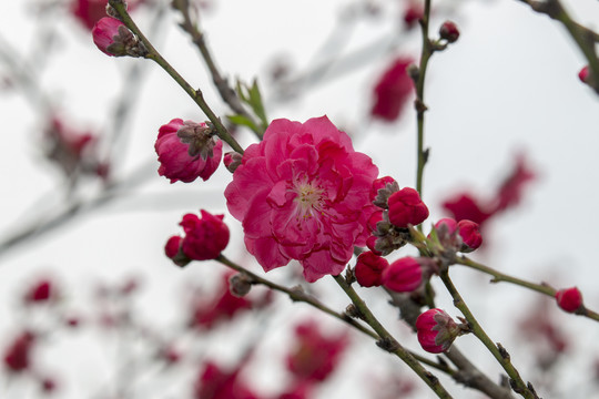 红色桃花